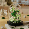 A glass dome display of a miniature green rose plant kit on a wooden table.