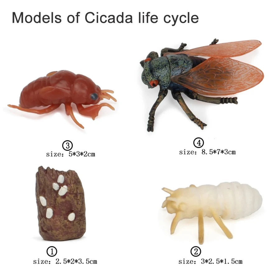 Wooden Life Cycle Learning Board for Kids