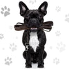 A black French Bulldog wearing a brown fabric ribbon and a silver hook on its collar.
