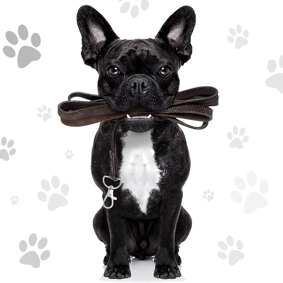 A black French Bulldog wearing a brown fabric ribbon and a silver hook on its collar.