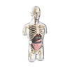 Clear plastic model of the human torso anatomy showing skeletal structure and removable organs