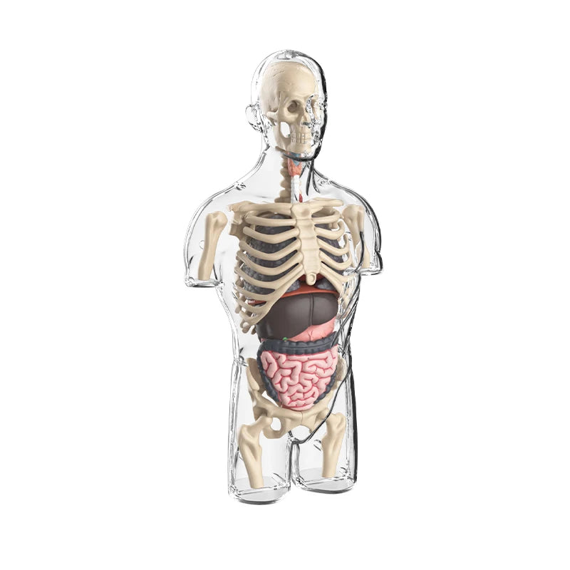 Clear plastic model of the human torso anatomy showing skeletal structure and removable organs