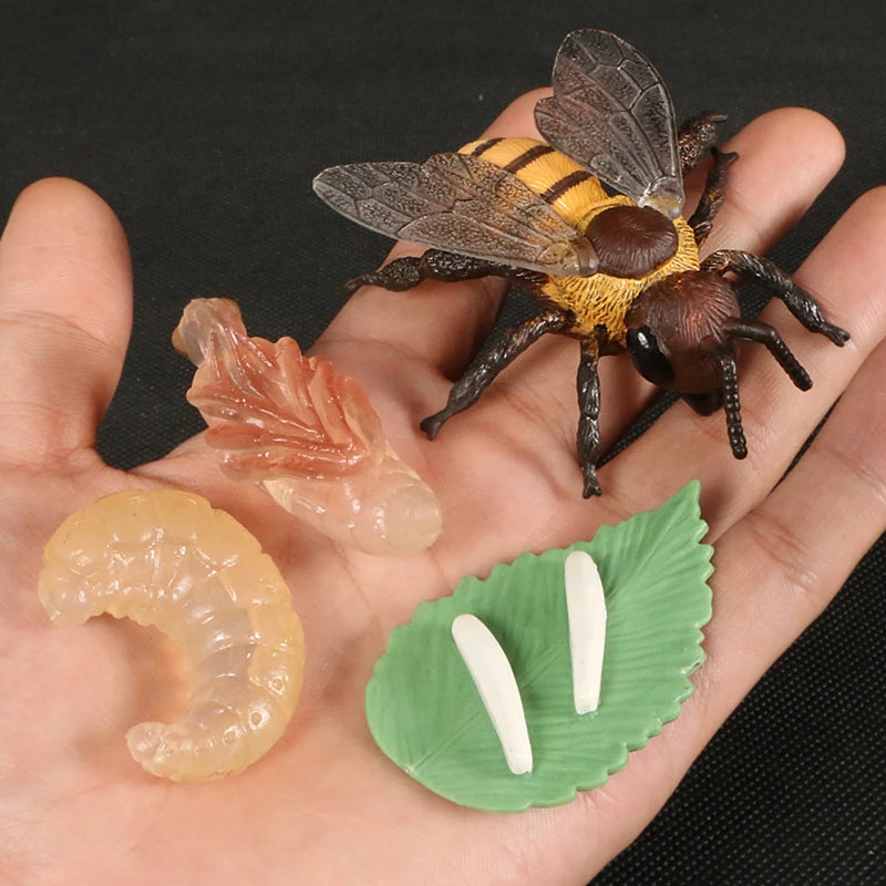 A set showing a bee, a larva, and an egg on a green leaf, used for animal and plant life cycle learning.
