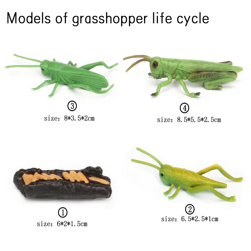 Wooden Life Cycle Learning Board for Kids