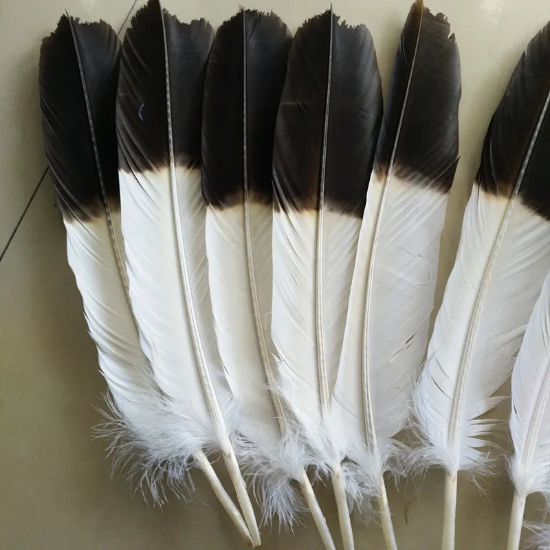 Set of 12 Natural Two-Color Eagle Tail Feathers for DIY Crafts