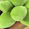 A cluster of bright lime green succulent plush toys with rounded leaves.