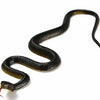 A slender, dark rubber snake decoy with a red tag is shown against a white background.