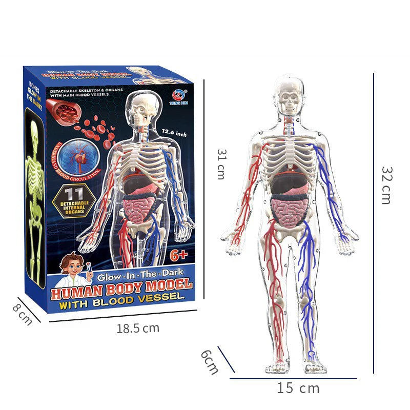 A boxed human body model kit showing a full skeleton with blood vessels, measuring 32 cm tall.