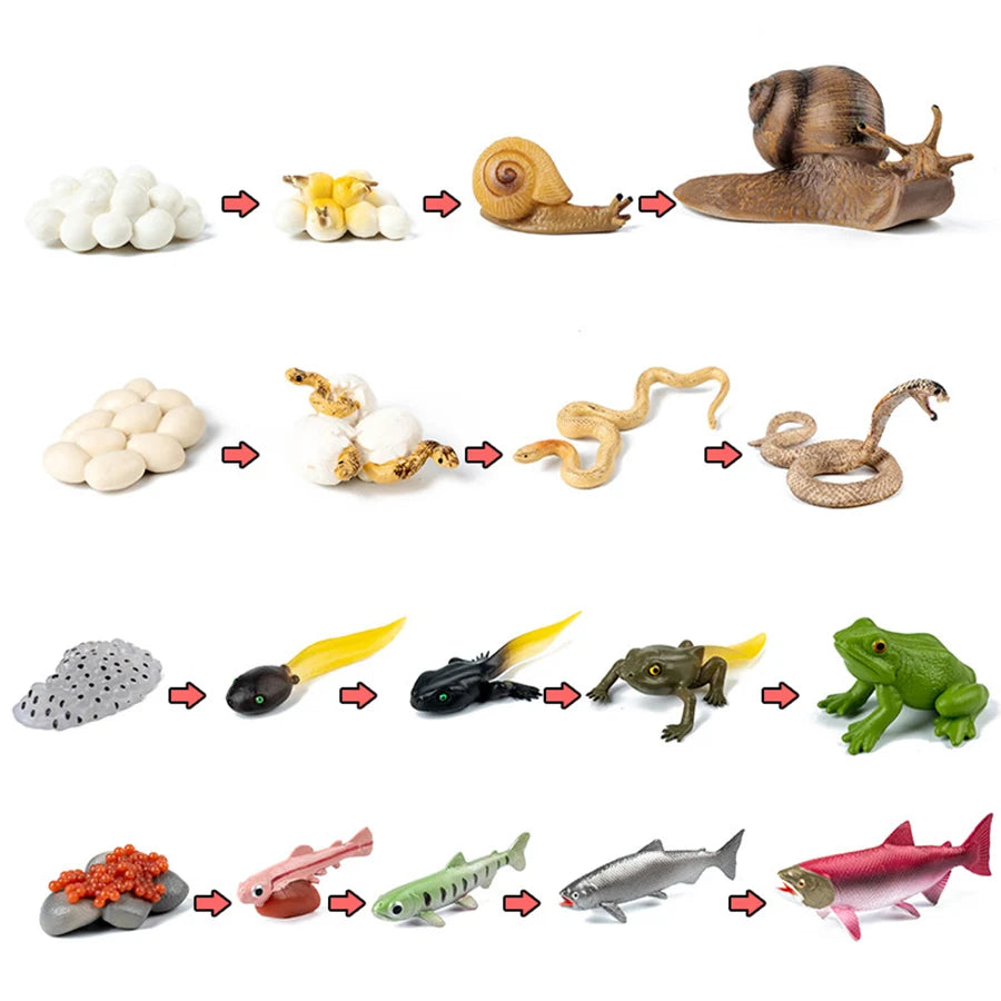 Wooden Life Cycle Learning Board for Kids
