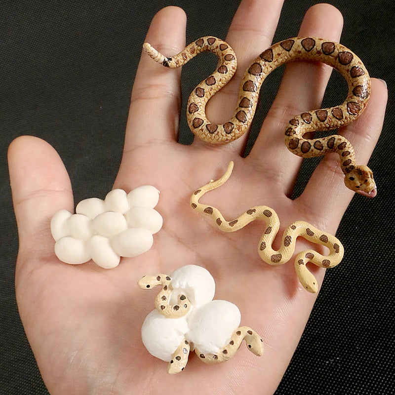 A hand holds a set of preserved snakes and stuffed animals for an animal life cycle learning kit.