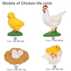 Wooden Life Cycle Learning Board for Kids