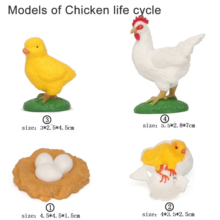 Wooden Life Cycle Learning Board for Kids