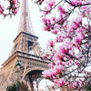 Pink blossoms frame the Eiffel Tower in a close-up view for wall art