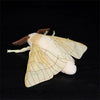 A soft, white silk moth plushie with delicate wings and fuzzy body is displayed against a dark background.