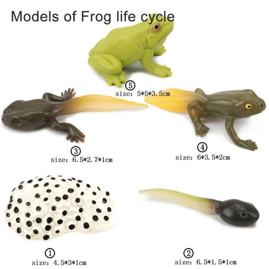 Wooden Life Cycle Learning Board for Kids