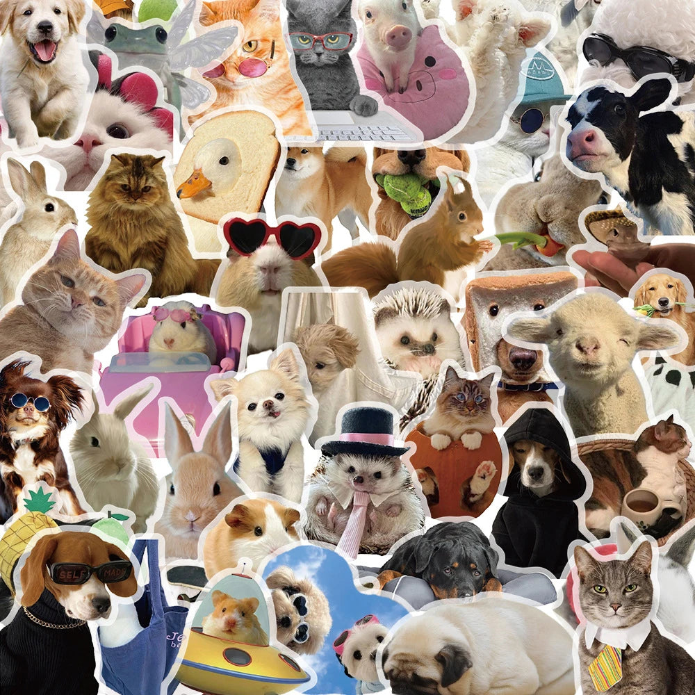 A collection of funny cat and dog meme stickers featuring various animals and humorous expressions.