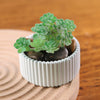A small green succulent plant is potted in a white ribbed silicone mold on a wooden surface.