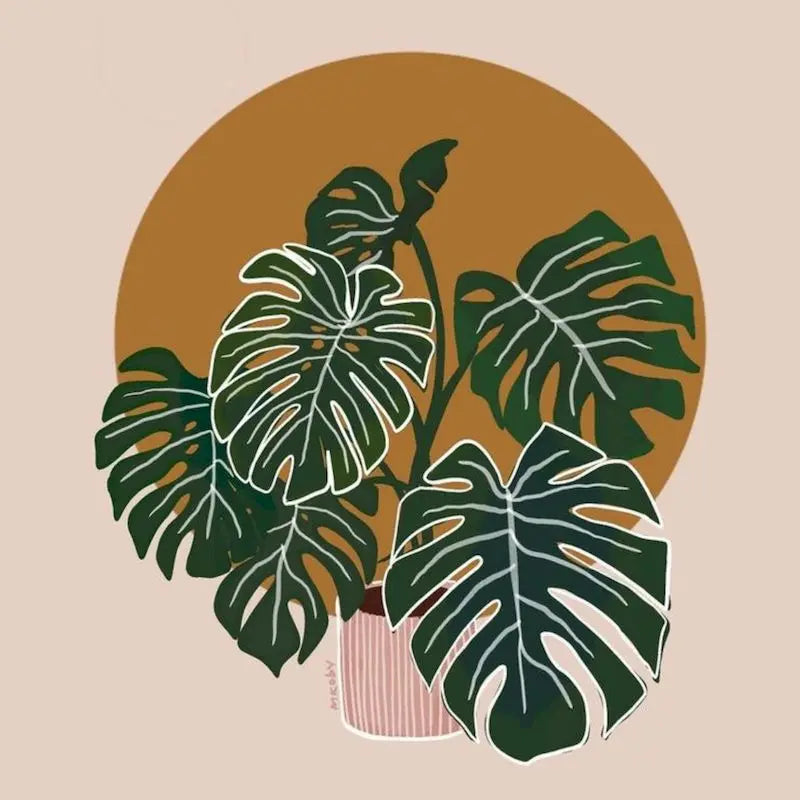A potted Monstera plant with large green leaves set against a warm, earthy orange background.