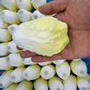 A hand holds a yellow squishy toy shaped like a dog noodle, surrounded by similar white and yellow squishies.