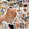 A collage of funny cat memes and illustrations featuring various feline faces and expressions.