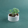 A small green plant growing in a white silicone mold filled with smooth brown stones.