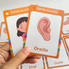 A hand holds several orange and white flash cards showing parts of the body, including an ear and a nose.