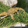 Realistic Remote Control Crocodile for Pool and Lake Play