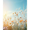 A close-up of white and orange wildflowers in a sunny field, suitable for a paint by numbers kit.