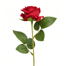 A single deep red rose with green leaves on a stem.
