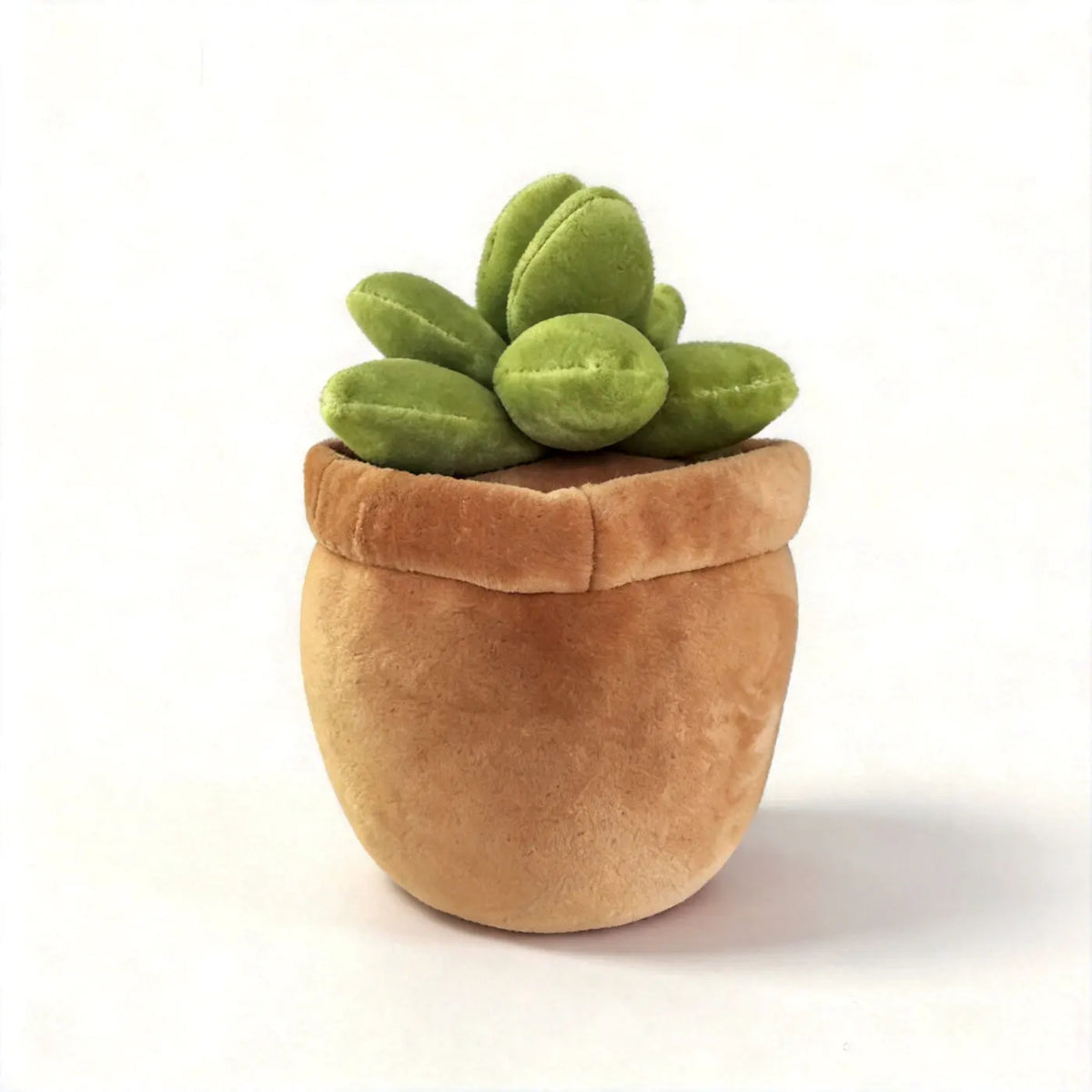 A small, round green succulent plant is potted in a brown felt cup.