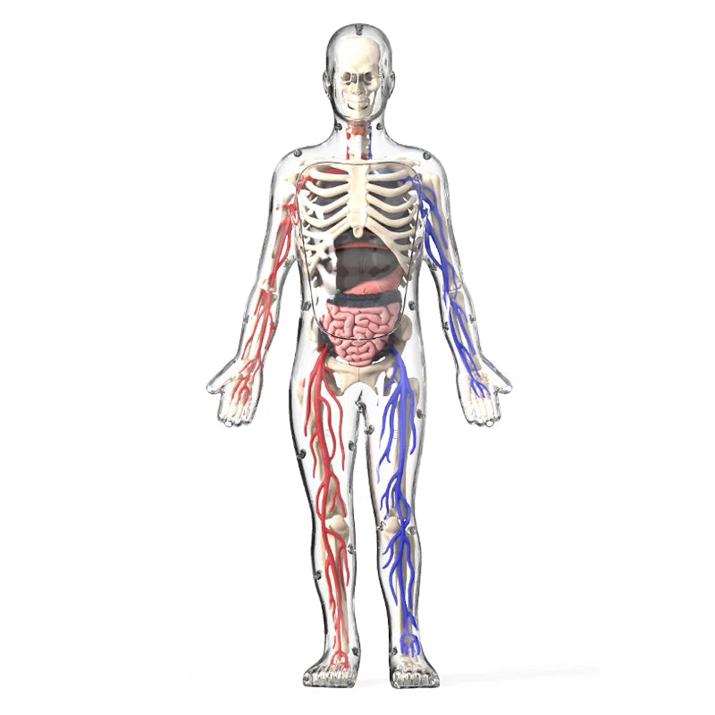 An interactive human anatomy torso model showing the skeletal and muscular structure with removable organs.