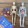 An interactive human anatomy torso model showing the skeletal structure and removable organs.