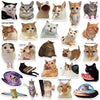 A collection of funny cat meme stickers featuring various expressions and poses.