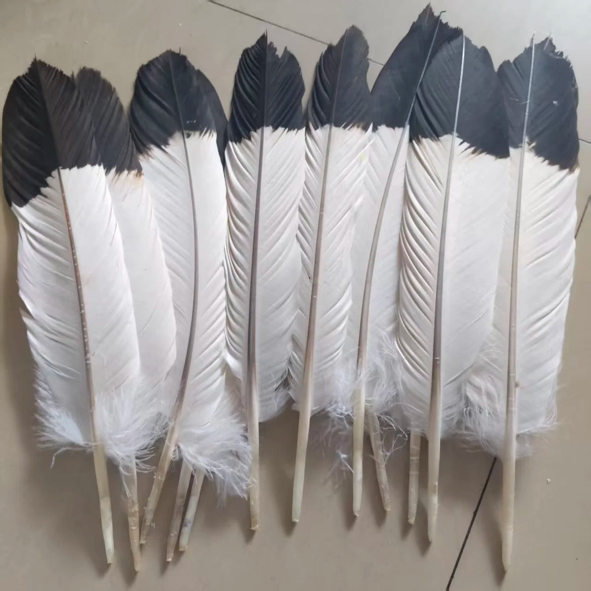 Set of 12 Natural Two-Color Eagle Tail Feathers for DIY Crafts