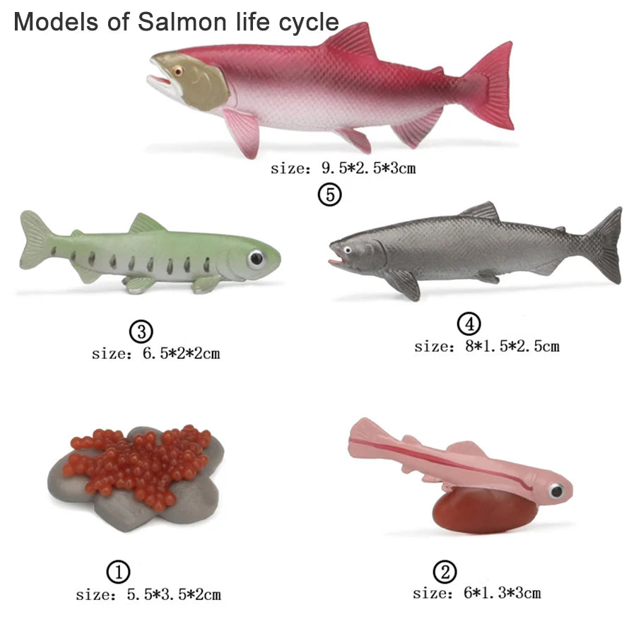 Wooden Life Cycle Learning Board for Kids