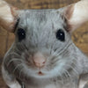 A close-up photo of a gray kitten's face looking directly at the camera.