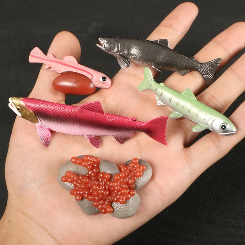 A hand holds a set of plastic fish models representing different stages of the animal and plant life cycle.