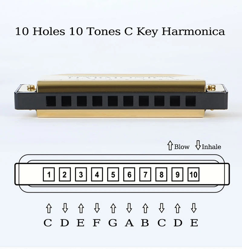 10-Hole Diatonic Harmonica in C with Storage Case
