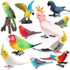 Realistic Bird Figurine Set – Educational PVC Models for Kids and Collectors