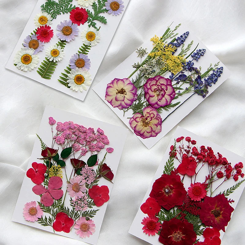 Pressed natural dried flowers in various colors like pink red purple and white arranged on white cards