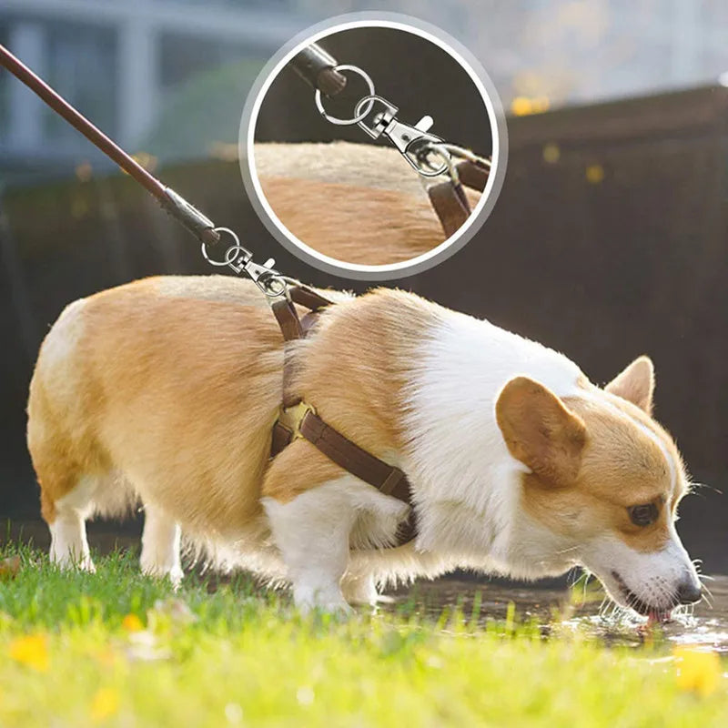 A light brown dog is standing in water, with a close-up inset showing metal swivel snap hooks and key rings.