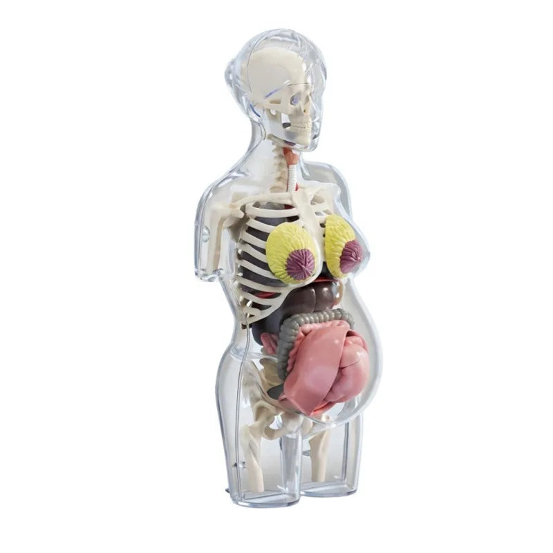 Clear plastic model of a human torso anatomy with removable organs displayed in an interactive form