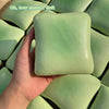 A hand holds a light green squishy stress relief toy shaped like toast.