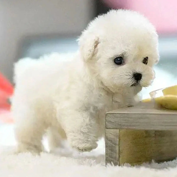A fluffy white puppy is sitting on a light surface.