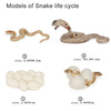 Wooden Life Cycle Learning Board for Kids