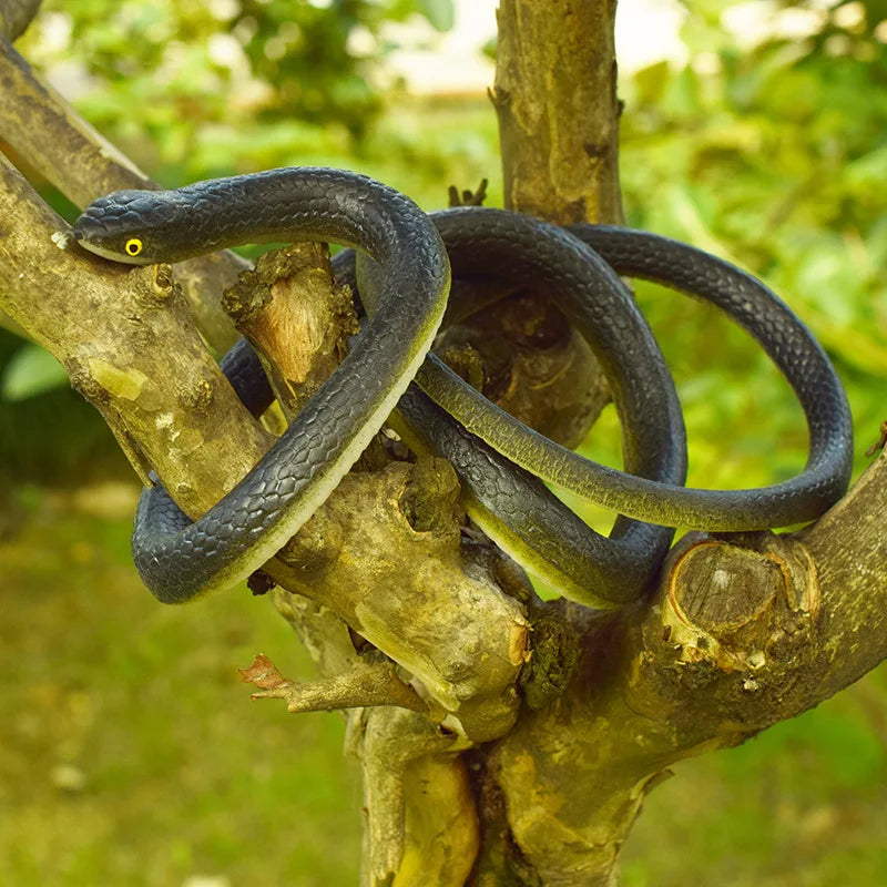 A dark rubber snake toy is coiled around a tree branch in an outdoor setting.