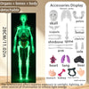 Modèle décollable et luminescent du corps humain montrant les os et les organes pour exposition éducative.