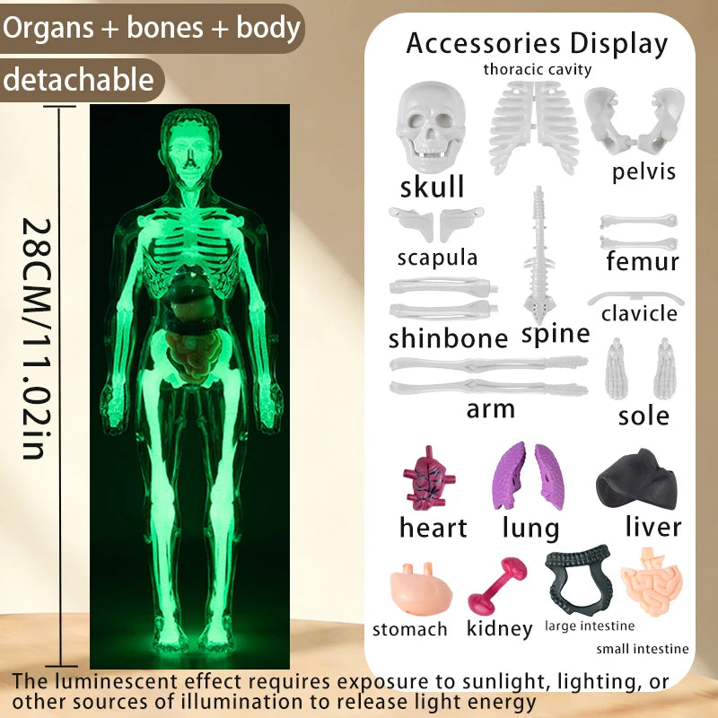 Modèle décollable et luminescent du corps humain montrant les os et les organes pour exposition éducative.