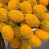 Crunchy Durian & Dragon Fruit Stress Ball – Squeeze Toy Set