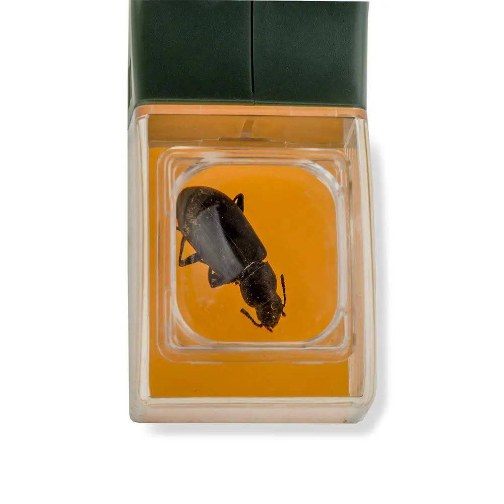 A small glass vial containing a dark insect, set in a green plastic holder.